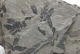 Pennsylvanian Fossil Fern (Neuropteris) Plate - Kentucky #224625-1